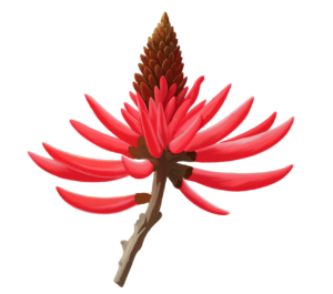 Flor