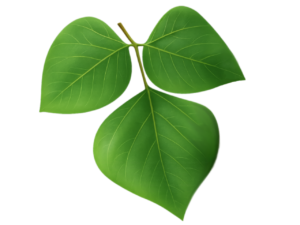 Hoja