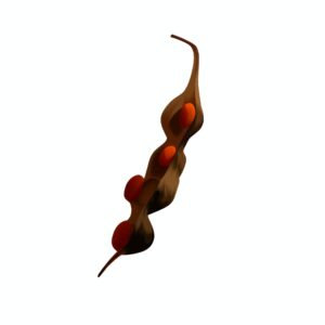 Semilla
